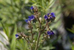 Anchusa officinalis Gewone ossetong  bestellen